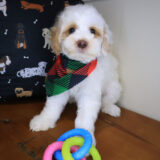 Louie Havanese 01