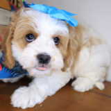 Lyra Cavapoo 02