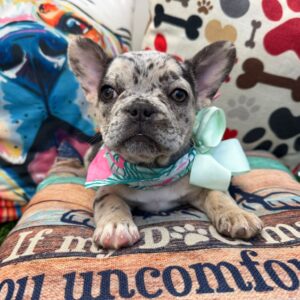 Macy French Bulldog 01 Macy French Bulldog 01