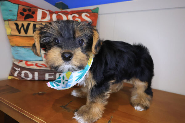 Magnus Yorkshire Terrier 01