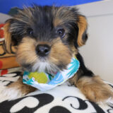 Magnus Yorkshire Terrier 02