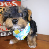 Magnus Yorkshire Terrier 03