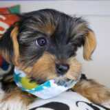 Magnus Yorkshire Terrier 04