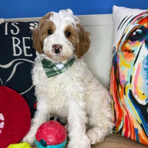 Marshall Goldendoodle 01 Marshall Goldendoodle 01