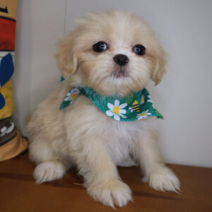 Maud Shihpoo 01 Maud Shihpoo 01