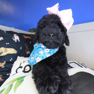 Meatball Poodle 01 Meatball Poodle 01