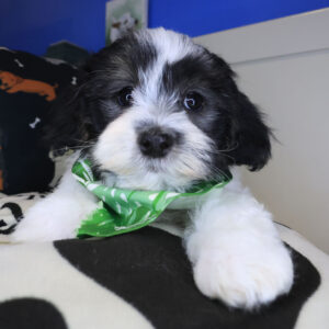 Mellow Havanese 01 Mellow Havanese 01