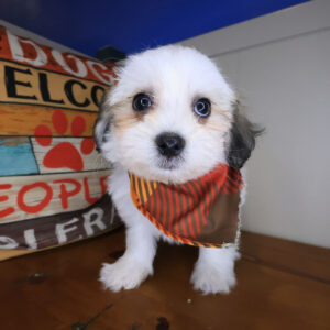 Merlot Teddy Bear 01