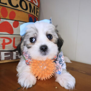 Missy Teddy Bear 01 Missy Teddy Bear 01