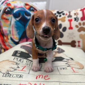 Mordecai Dachshund 01