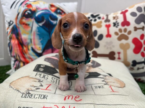 Mordecai Dachshund 01