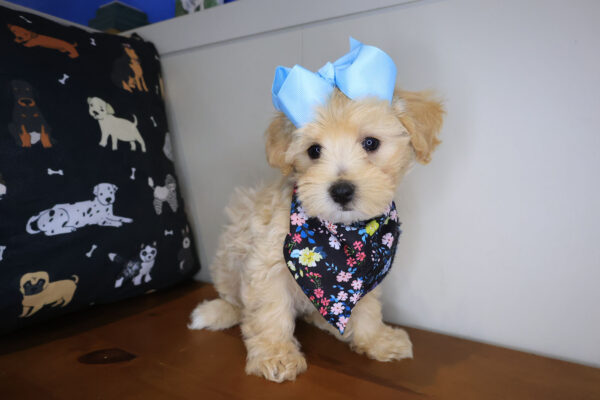 Muffet Maltipoo 01