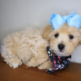Muffet Maltipoo 02