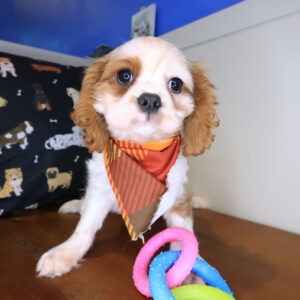 Muffin Cavalier King Charles Spaniel 01
