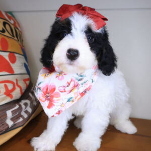 Nell Bernedoodle 01 Nell Bernedoodle 01