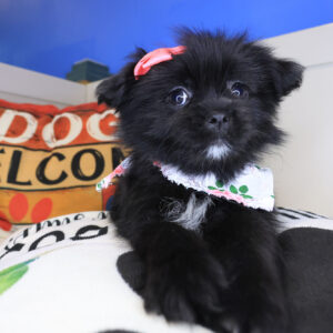 Nika Shihpom 01 Nika Shihpom 01