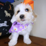 Nita Havanese 01