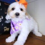 Nita Havanese 02