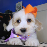 Nita Havanese 04