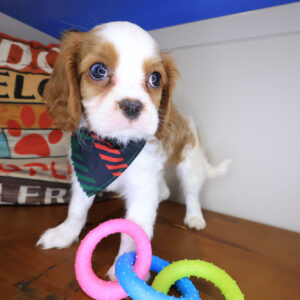 Otix Cavalier King Charles Spaniel 01