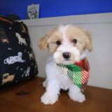 Paolo Maltipoo 02