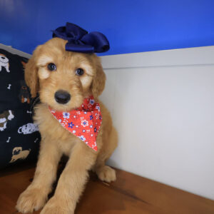 Peppermint Goldendoodle 01