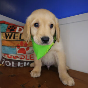 Percy Golden Retriever 01