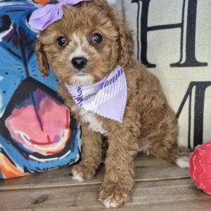 Persephone Cavapoo 01 Persephone Cavapoo 01