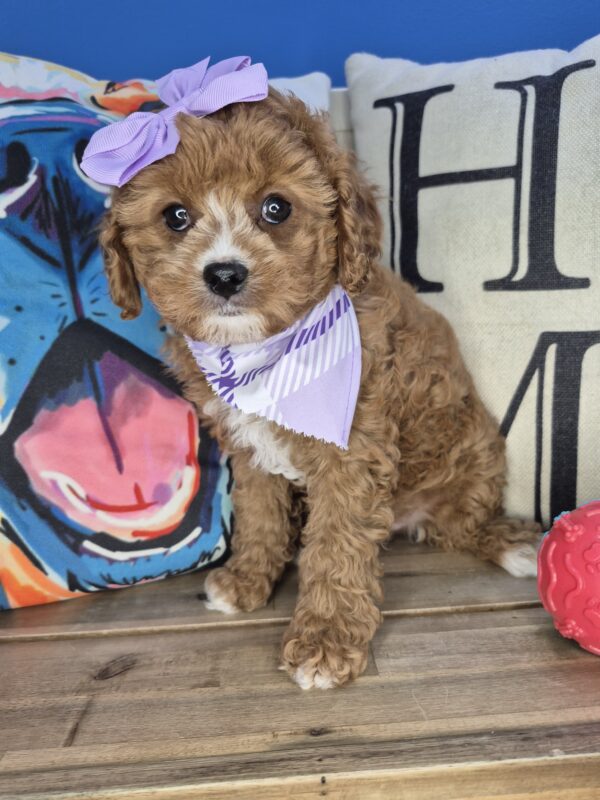 Persephone Cavapoo 01