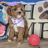 Persephone Cavapoo 02