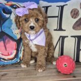 Persephone Cavapoo 03