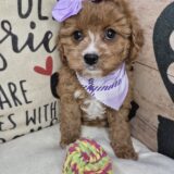 Persephone Cavapoo 04