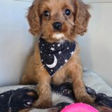 Pexcy Cavapoo 01