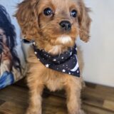 Pexcy Cavapoo 02