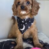 Pexcy Cavapoo 03