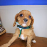 Pippin Cavalier King Charles Spaniel 01