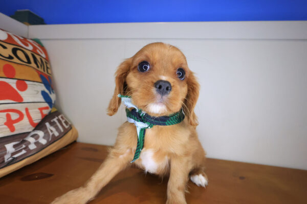 Pippin Cavalier King Charles Spaniel 01