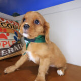 Pippin Cavalier King Charles Spaniel 02