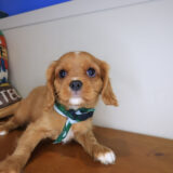 Pippin Cavalier King Charles Spaniel 03