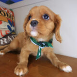 Pippin Cavalier King Charles Spaniel 04