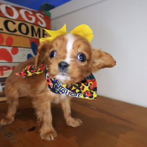 Pocahontas Cavalier King Charles Spaniel 01