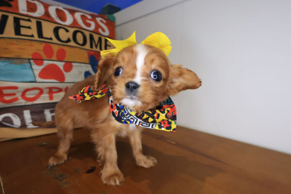 Pocahontas Cavalier King Charles Spaniel 01