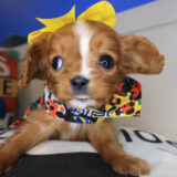 Pocahontas Cavalier King Charles Spaniel 02