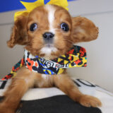 Pocahontas Cavalier King Charles Spaniel 04