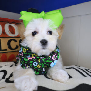 Polka Maltipoo 01 Polka Maltipoo 01