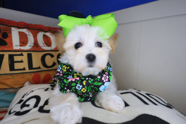 Polka Maltipoo 01