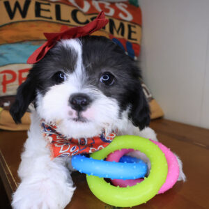 Pretty Girl Teddy Bear 01