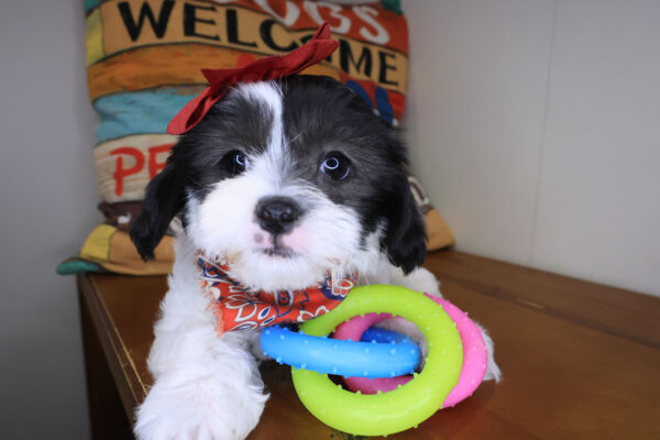 Pretty Girl Teddy Bear 01