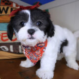 Pretty Girl Teddy Bear 02