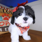 Pretty Girl Teddy Bear 04